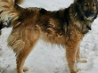 Аза - караульная собака в клубе «Зелёный Пёс»