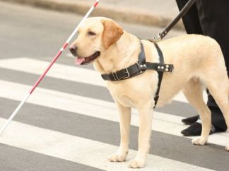 Клуб «Зелёный Пёс» выступил с инициативой организовать помощь собакам-проводникам