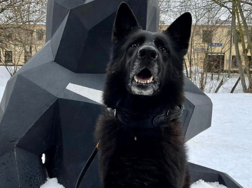Шварц - патрульно-розыскная собака в клубе «Зелёный Пёс»