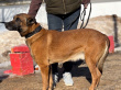Зиппо - защитно-караульная собака в клубе «Зелёный Пёс»