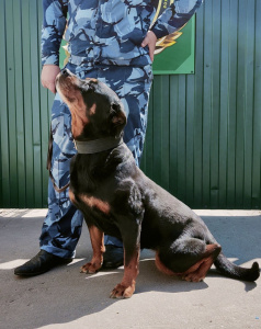 Нала - патрульно-розыскная собака в клубе «Зелёный Пёс»
