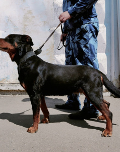 Нала - патрульно-розыскная собака в клубе «Зелёный Пёс»