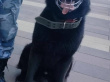 Лорд - патрульно-розыскная собака в клубе «Зелёный Пёс»