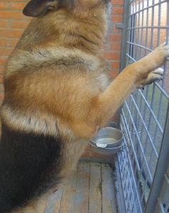 Юни Боди Брайт - патрульно-розыскная собака в клубе «Зелёный Пёс»