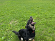 Софья-золотая лапка - розыскная собака в клубе «Зелёный Пёс»