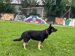 Софья-золотая лапка - розыскная собака в клубе «Зелёный Пёс»