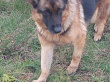 Багира - патрульно-розыскная собака в клубе «Зелёный Пёс»