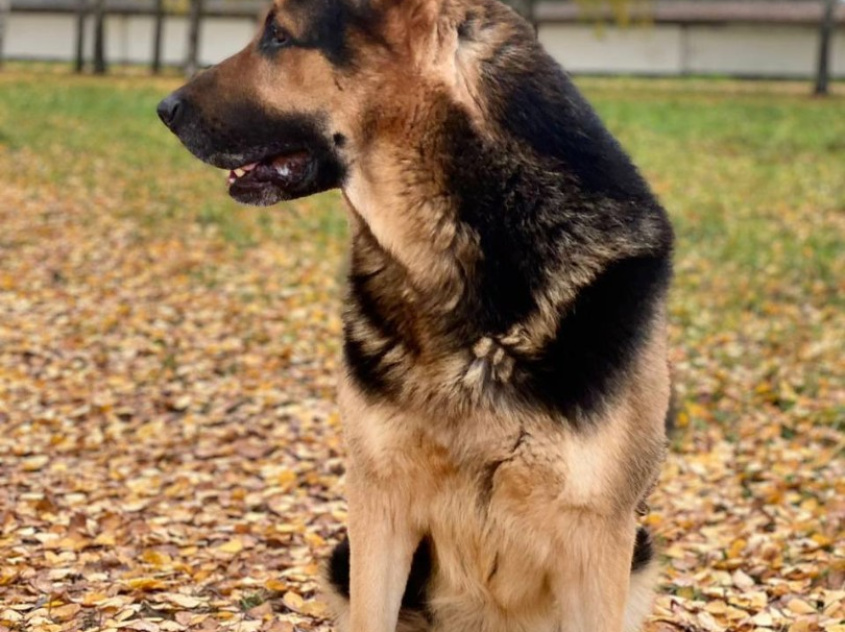 Зевс - караульная собака в клубе «Зелёный Пёс»