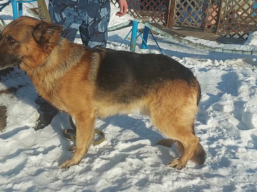 Брюс - патрульно-розыскная собака в клубе «Зелёный Пёс»