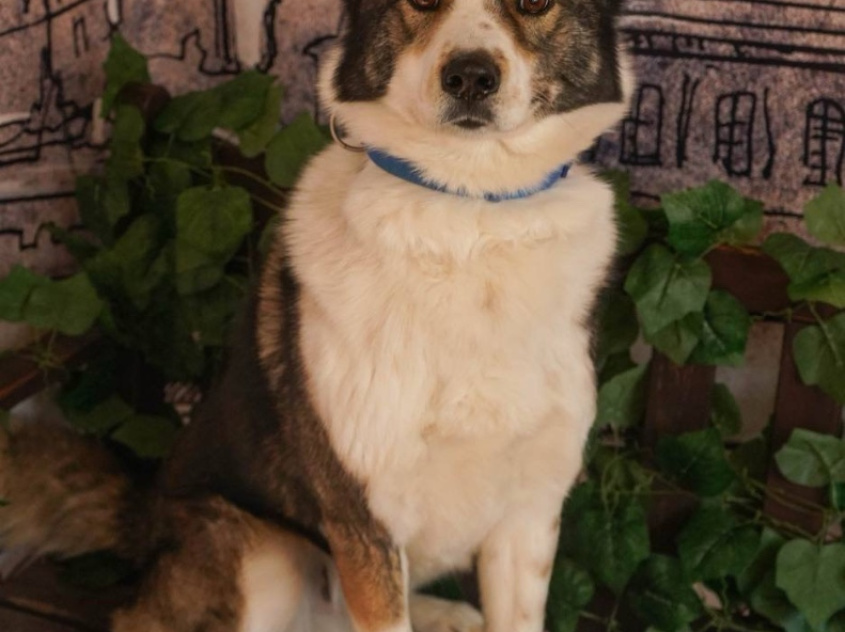 Рокки  - караульная собака в клубе «Зелёный Пёс»