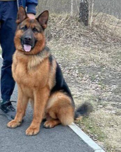 Цезарь - патрульно-розыскная собака в клубе «Зелёный Пёс»