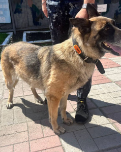 Ирма - патрульно-розыскная собака в клубе «Зелёный Пёс»