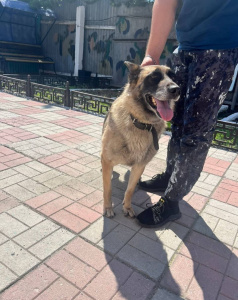 Ирма - патрульно-розыскная собака в клубе «Зелёный Пёс»