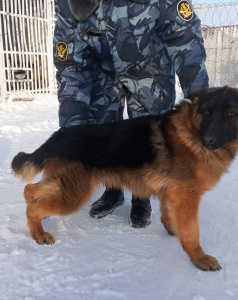 Пижон - патрульно-розыскная собака в клубе «Зелёный Пёс»