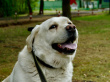Эстон - собака-компаньон в клубе «Зелёный Пёс»
