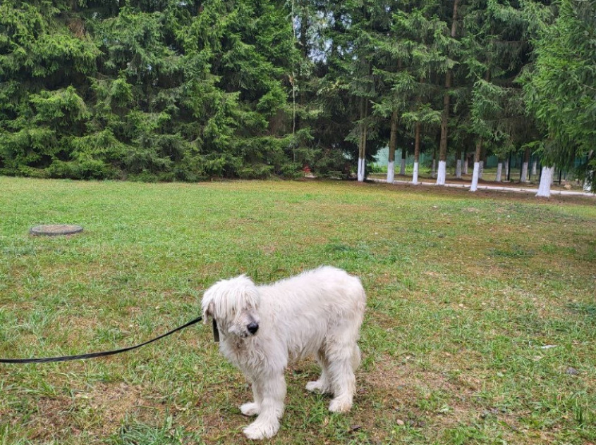Фортуна - караульная собака в клубе «Зелёный Пёс»