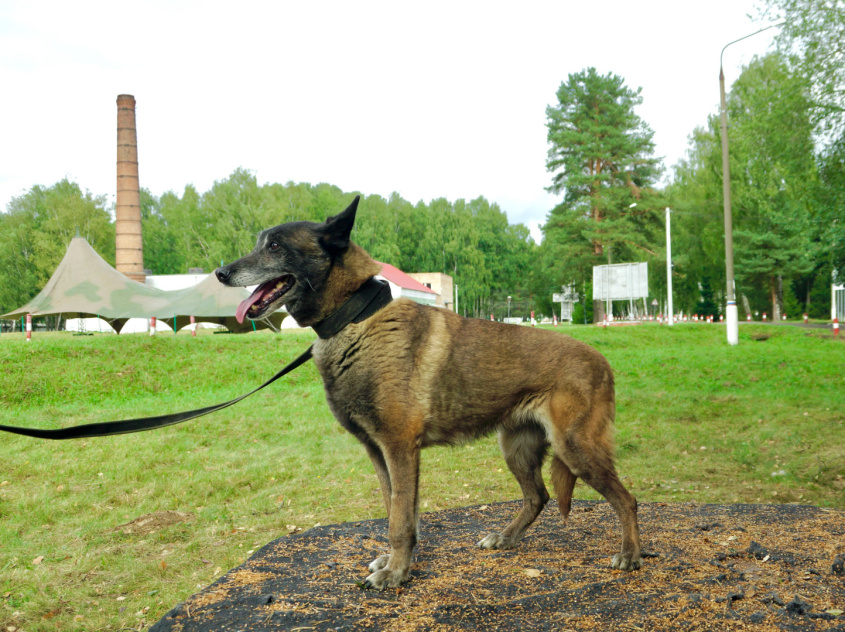 Ада - караульная собака в клубе «Зелёный Пёс»